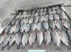 Vietnam Frozen Black Tilapia Whole Round And Whole Cleaned on IQF Freezing Line