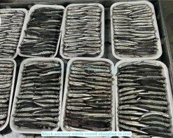 Frozen Black And White Anchovy Whole Round before IQF freezing in Vietnam