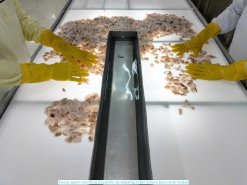 Vietnam Frozen Blanched and Boiled Poulp Squid Dice Cut impurity removal by light inspection