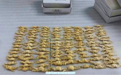 Frozen Breaded Soft Shell Crab after breading step in Vietnam
