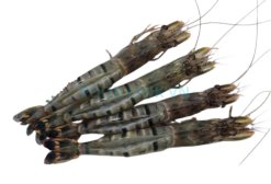 Frozen Raw Hoso Butterfly Black Tiger Shrimp Before Packing in Vietnam