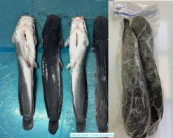 Vietnam Frozen Catfish Whole Clean IQF packed in vacuum-sealed bags