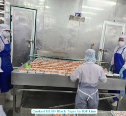 Vietnam Frozen Cooked HLSO and HLSO EZP Black Tiger Shrimp on IQF Line