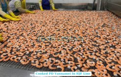 Vietnam Frozen Cooked PD Vannamei Shrimp Displayed On IQF Line
