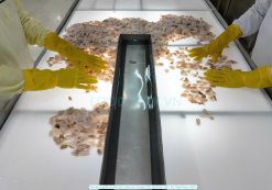 Vietnam Frozen Cut Poulp Squid Block (Mada Cut) Foreign Matter Inspection by Light