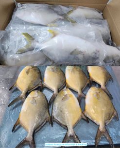Vietnam Frozen Pompano Whole Round after IQF and carton packing