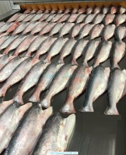 Frozen HGT Pangasius on IQF Conveyor Belt in Vietnam – Close View