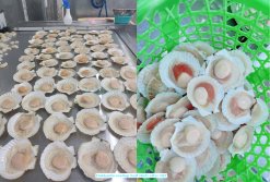 Frozen Hokkaido Scallop Half Shell produced in Vietnam after IQF freezing