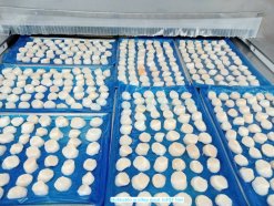 Frozen Hokkaido Scallop Meat on IQF line produced in Vietnam