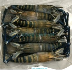 Vietnam Frozen Raw HOSO Scampi Shrimp Packed After IQF