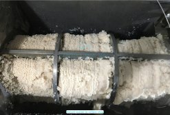 Refining stage of Frozen Itoyori Surimi in Vietnam production line
