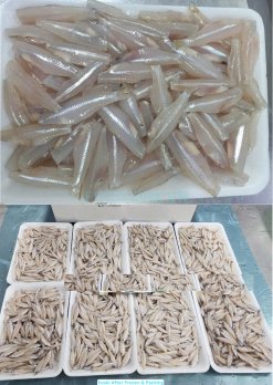 Vietnam Frozen Keski Fish Whole Round before and after IQF freezing