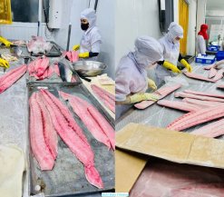 Vietnam Frozen Mahi Mahi Fillet Skin On And Skinless filleting process in factory