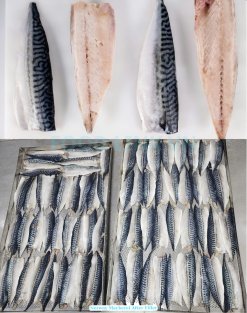Frozen Norway And Japanese Mackerel after IQF freezing in Vietnam seafood plant