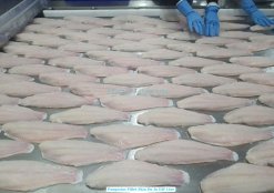 Frozen Pangasius Fillet Skin On Moving Through IQF Machine in Vietnam