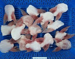 Frozen Pangasius Fin Before Freezing at Vietnam Seafood Plant