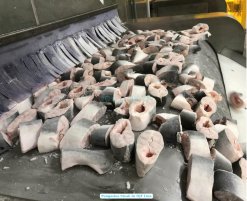 Frozen Pangasius Steak on IQF Line in Vietnam Factory