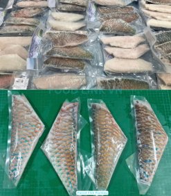 Vietnam Frozen Parrot Fish Fillet Vacuum Packed