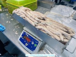Vietnam Frozen Pre Cooked Yellowfin Tuna Before Final Packaging