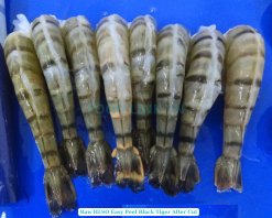 Vietnam Frozen Raw HLSO And HLSO EZP Black Tiger Shrimp After Cut