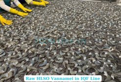 Frozen Raw Hlso Vannamei Shrimp (EZP) on IQF Line in Vietnam