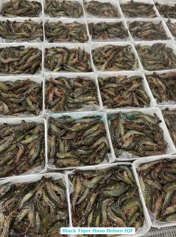 Frozen Raw Hoso Black Tiger Shrimp on IQF Line in Vietnam