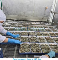 IQF Line Freezing Frozen Raw HoSo Vannamei Shrimp in Vietnam