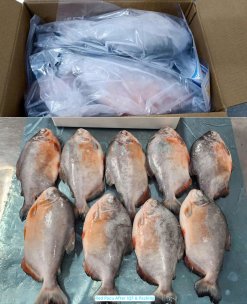 Vietnam Frozen Red Pacu Whole Round IQF packed in cartons