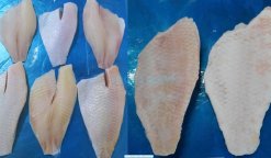 Vietnam Frozen Red Tilapia Fillet Skin On after IQF freezing