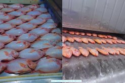 Vietnam Frozen Red Tilapia Whole Round And Whole Cleaned on IQF Line