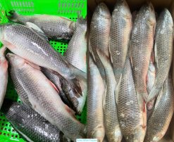 Vietnam Frozen Rohu Whole Clean carton packed after IQF processing