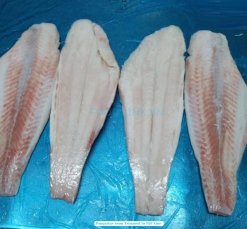Frozen Pangasius Fillet Semi Trimmed from Vietnam After IQF Processing