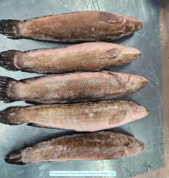 Vietnam Frozen Snakehead Fish Whole Round after IQF freezing