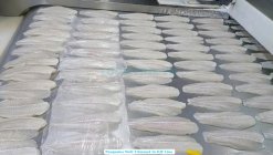 Frozen Pangasius Fillet Well Trimmed on IQF Line in Vietnam