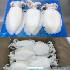 Vietnam Frozen Whole Clean Baby Cuttlefish Final Packed Products
