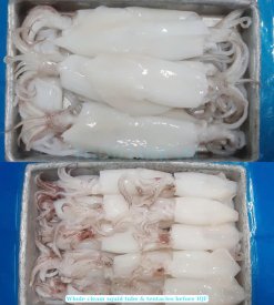 Vietnam Frozen Whole Clean Loligo Squid Tube and Tentacles in Tray for IQF