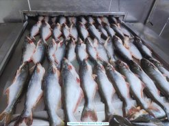 Frozen Whole Round Pangasius IQF Freezing Line in Vietnam