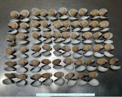 Frozen Cooked Whole Shell White Clam quality inspection before IQF in Vietnam