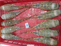 Vietnam Frozen Spiny Lobster Second IQF Processed