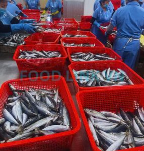 Marine fish processing under quality inspection in Vietnam