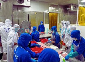 Cutting yellowfin tuna saku with quality assurance monitoring
