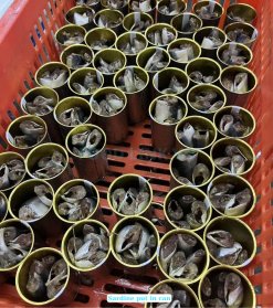 Canned Sardine And Canned Mackerel With Tomato Sauce in cans Vietnam