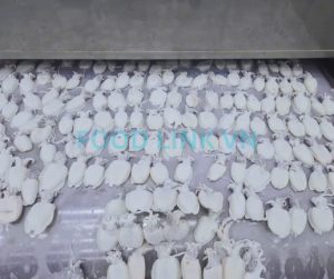 Baby cuttlefish on IQF line under processing monitoring