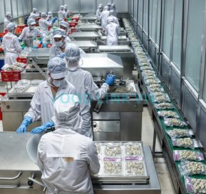 Vacuum packing bivalves for seafood quality preservation