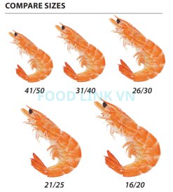 Size Comparison of Frozen Cooked HOSO Vannamei Shrimp from Vietnam