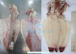 Dried Loligo Squid size inspection in Vietnam