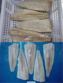 Frozen Alaska Pollock IQF frozen produced in Vietnam