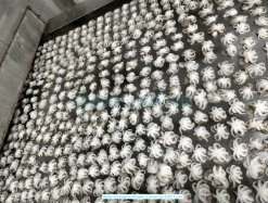 Frozen Whole Cleaned Baby Octopus on IQF Line in Vietnam