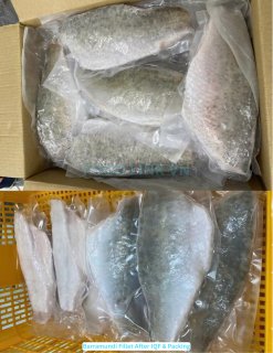Vietnam Frozen Barramundi Fillet vacuum packed and bulk packed