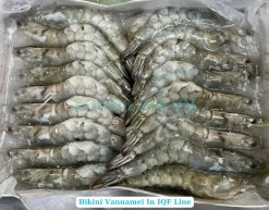 Frozen Raw Hoso Body Peel Vannamei Shrimp - Bikini Style after IQF in Vietnam
